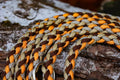 Hundeleine "Golden Autumn" aus Paracord