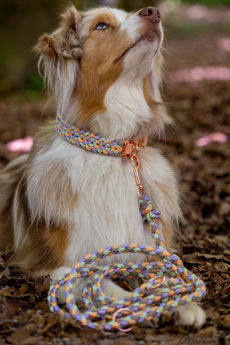 Hundeleine "Harmony" aus Paracord