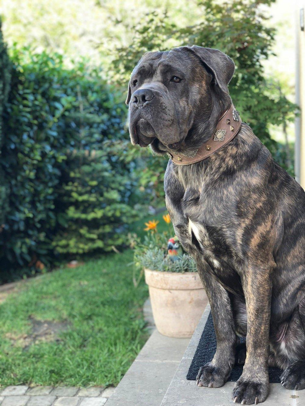 Aztec Hundehalsband Grau