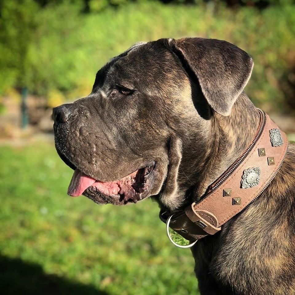 Aztec Hundehalsband Grau