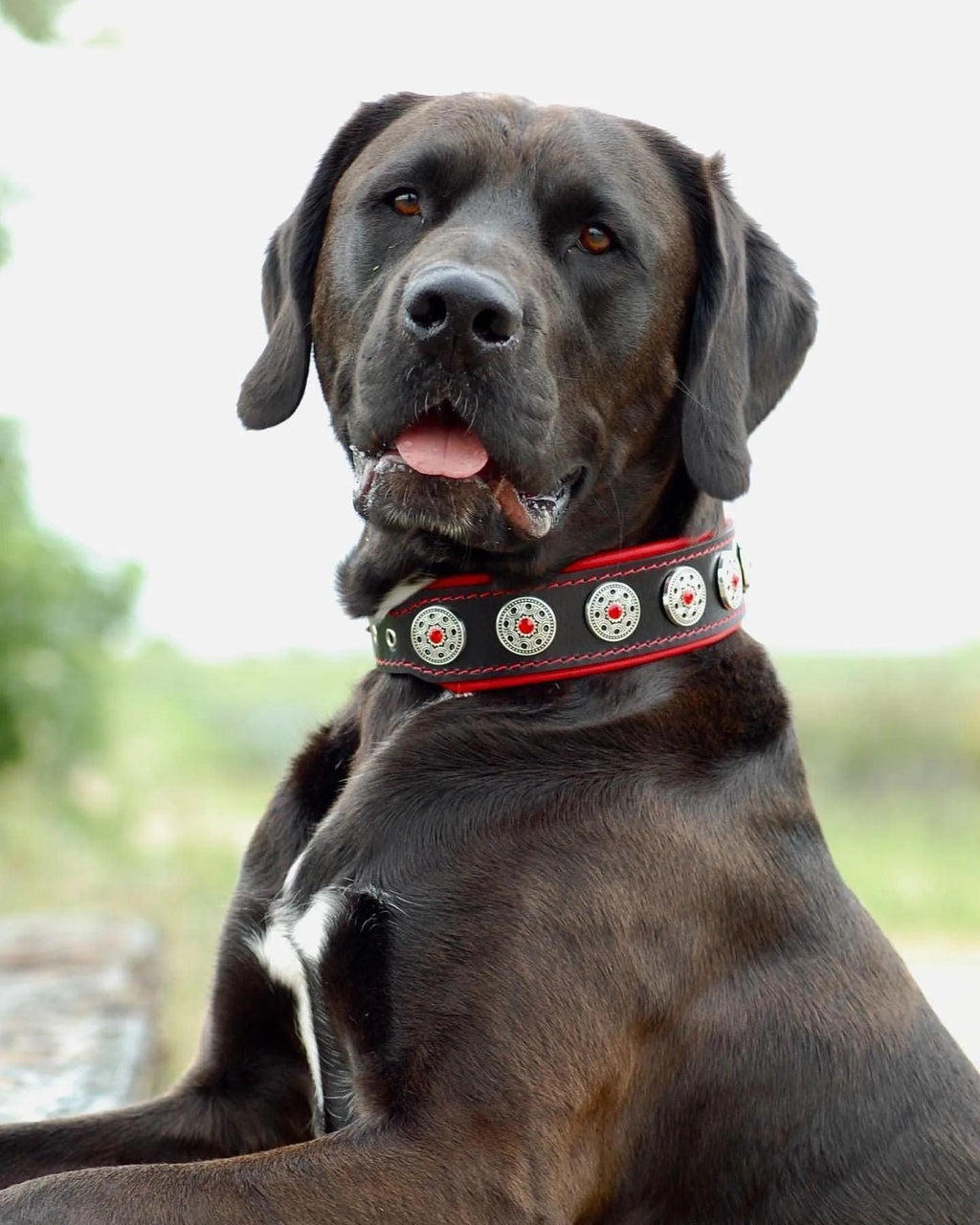 Bijou Hundehalsband Schwarz & Rot