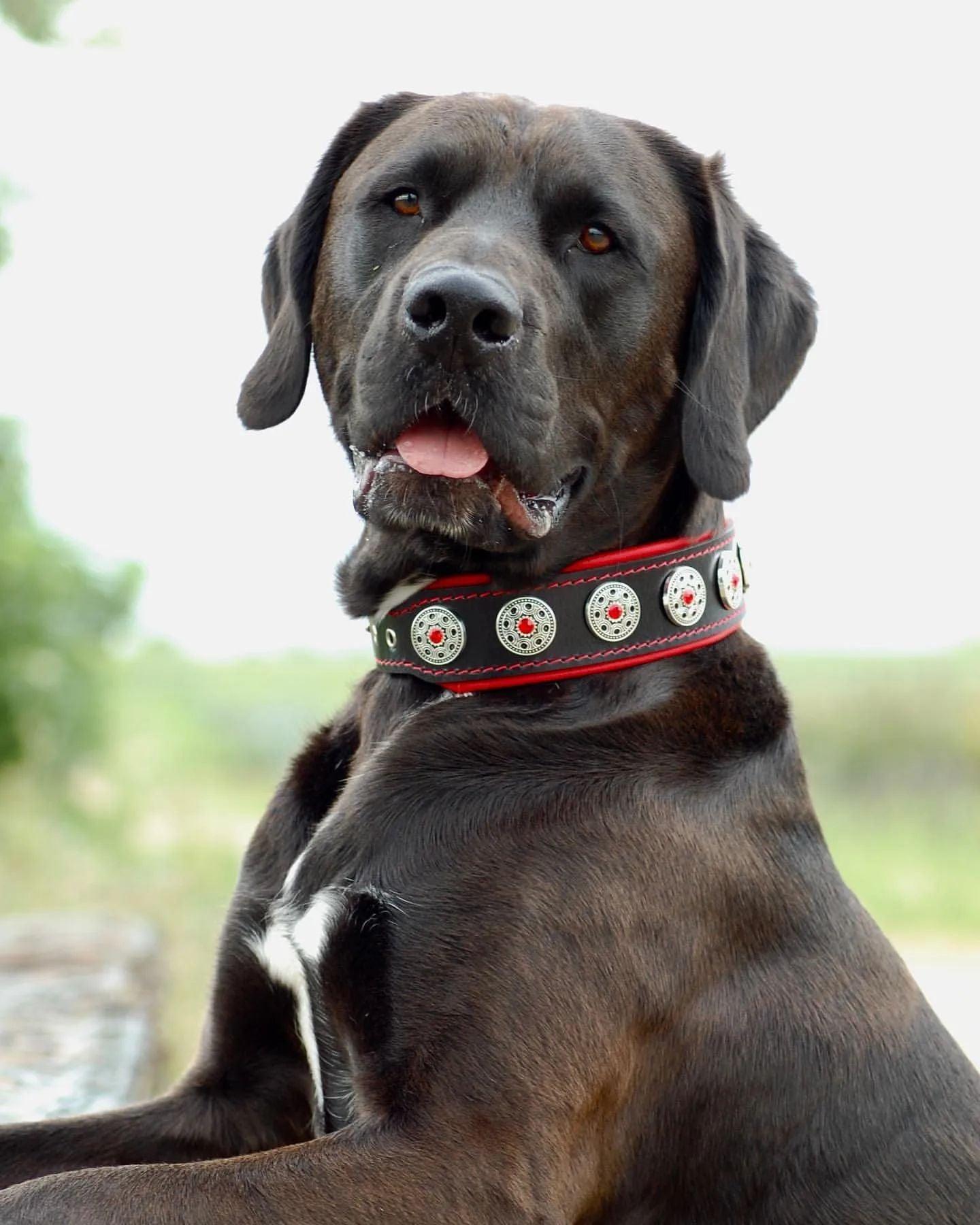 Bijou Hundehalsband Schwarz & Rot